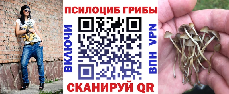 Псилоцибиновые грибы Psilocybine cubensis Старица